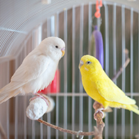 The Halachos of Animals