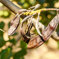 Carob Trees and Lasting Legacies