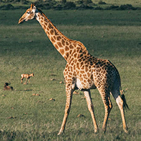 What's The Truth About... Giraffe Meat?