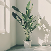 Opening a Window in Front of a Plant on Shabbos