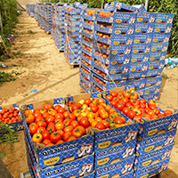 From Crisis to Community: OU-JLIC Israel's Tomato Harvest Success