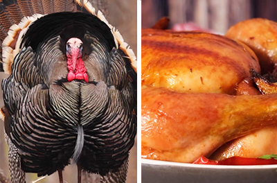 How do we know that turkeys are kosher?