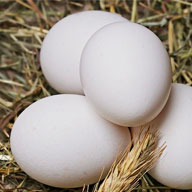 Are Fertilized Eggs Kosher?