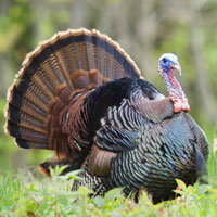 Whats the Truth about... the Kashrut of New World Birds?